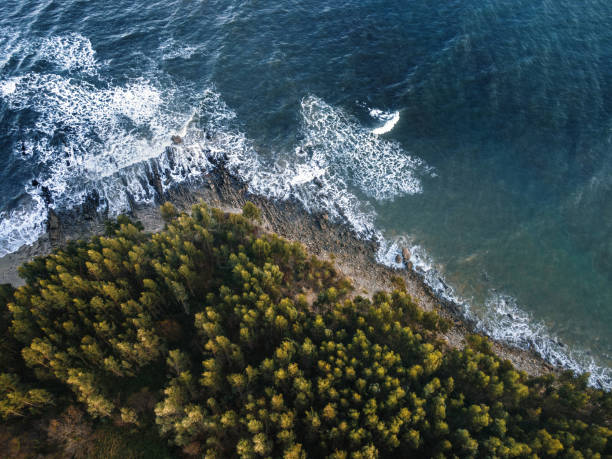 istock Trees by the sea as seen from above 1196644738