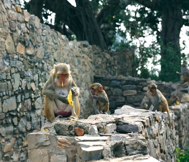 istock Young Macaque eating bananas on a wall 1196647785