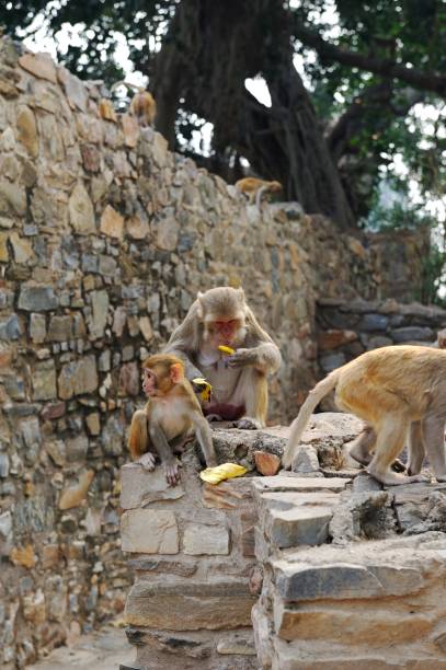 istock Young Macaque eating bananas on a wall 1196647839