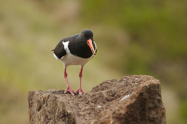istock Eurasian Oystercatcher on rock, front view 119664792