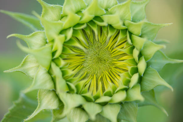 istock Baby Green Sunflower on natural background 1196648285