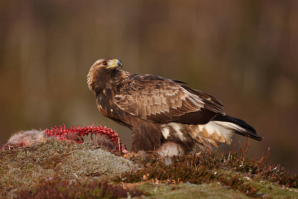 istock Golden Eagle sitting on a half-eaten fox 119664881