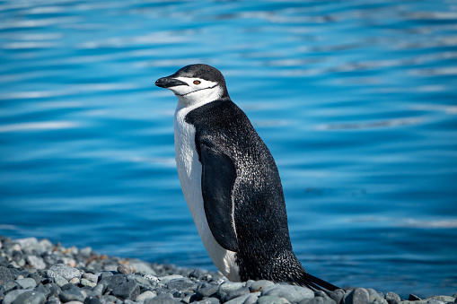 a pair of Chin Strap penguins on the Antarctic peninsula.   Its name stems from the narrow black band under its head, which makes it appear as if it were wearing a black helme..
