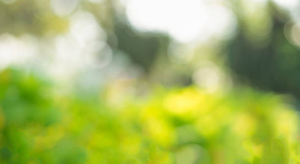 istock Abstract circular light bokeh background. Green leaves bright colors yellow light shining. Romantic soft gentle artistic image. Beautiful nature glitter blur gentle background. Free space for text 1196653930