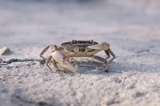 istock Lake crab holding up one claw on stone floor in sunlight 1196655792