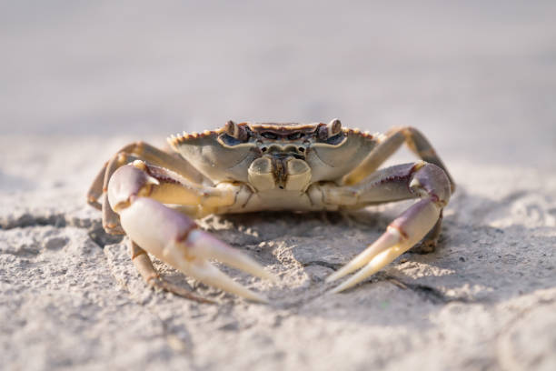 istock Lake crab front on stone floor in sunlight 1196655793