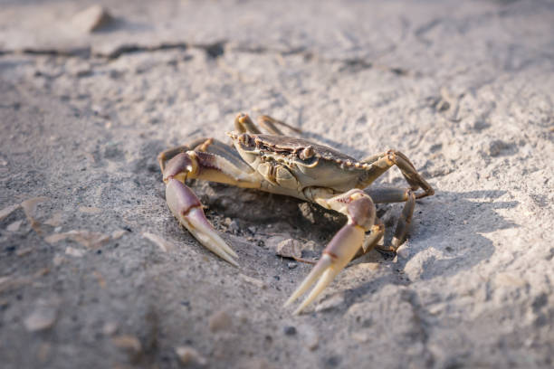 istock Lake crab on stone floor in sunlight 1196655796
