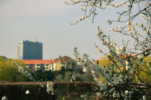 Branches with white flowers with the skyscraper Kronprinsen in the background on a warm spring day in a park in Malmö, Sweden