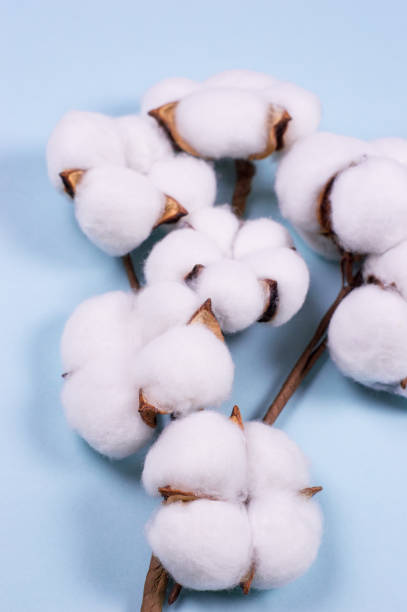 istock branch of white soft cotton on blue background 1196659872