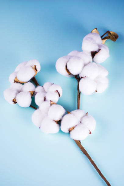 istock branch of white soft cotton on blue background 1196659986