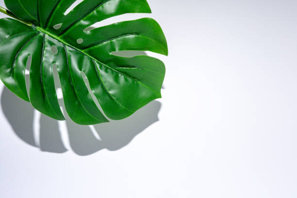 istock Summer beach backdrop with tropical palm leaves and hard shadows on white background. Minimal sunlight tropical concept. 1196660562