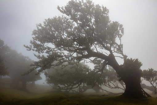 Bay trees covered with perennial moss in the fog