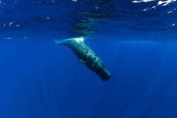 istock Sperm whale dive underwater in blue ocean, Mauritius. 1196660779