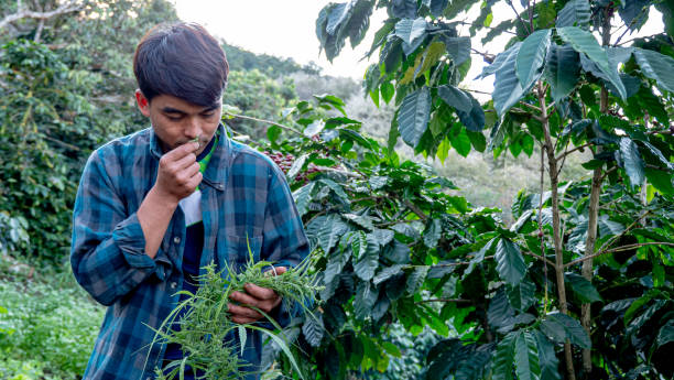 farmer sniffing marijuana leaf in the plant - examining medicine healthcare and medicine beauty in nature imagens e fotografias de stock