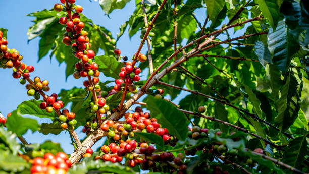 istock Close up coffee berries in the plant 1196662474