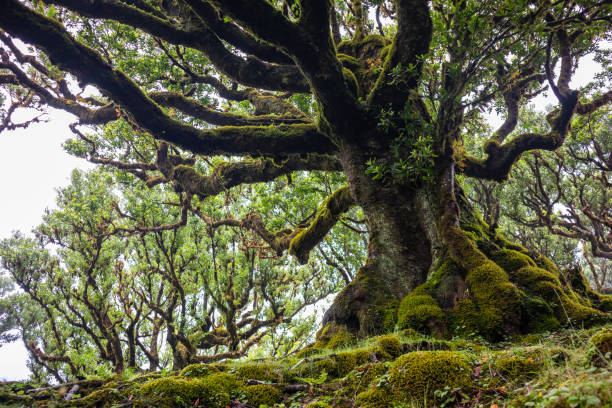 istock Mystical ancient laurel tree covered with perennial moss. Laurisilva forest. Madeira Island Portugal. 1196662665