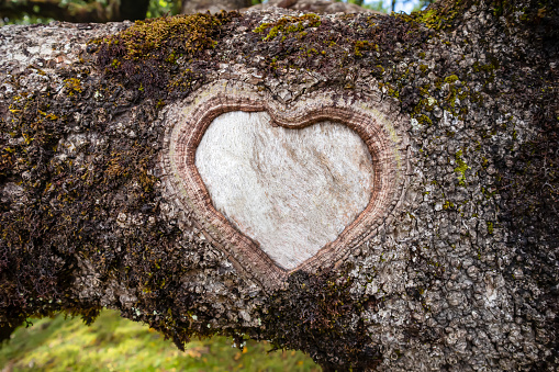 Heart sign carved into a tree trunk.