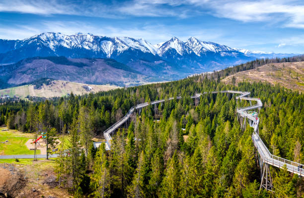 wanderweg unter den bäumen in zdiar, slowakei - tatra gebirge stock-fotos und bilder