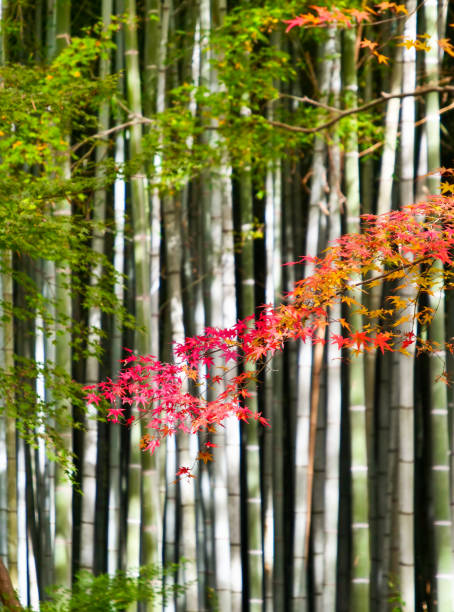 竹の木に赤い もみじやカエデの葉 - murakami ストックフォトと画像