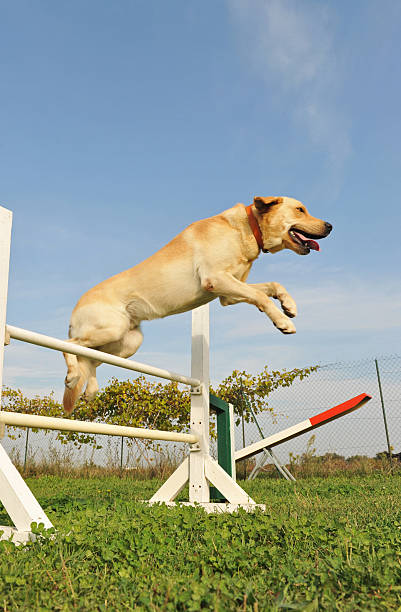 istock labrador retriever in agility 119666717