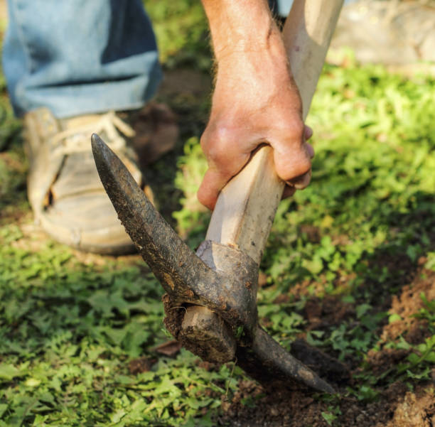 istock The old man working with the pickaxe in the field. 1196667628