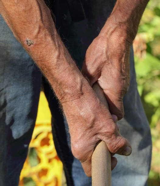 istock Old man hands holding the wooden handle. 1196667643