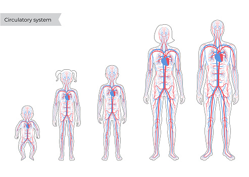 Vector isolated illustration of human arterial and venous circulatory system anatomy in man, woman, child silhouette. Blood vessels diagram. Medical infographics for poster, science and medical use.