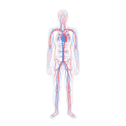 Vector isolated illustration of human arterial and venous circulatory system anatomy in man silhouette. Blood vessels diagram. Medical infographics for poster, educational, science and medical use.