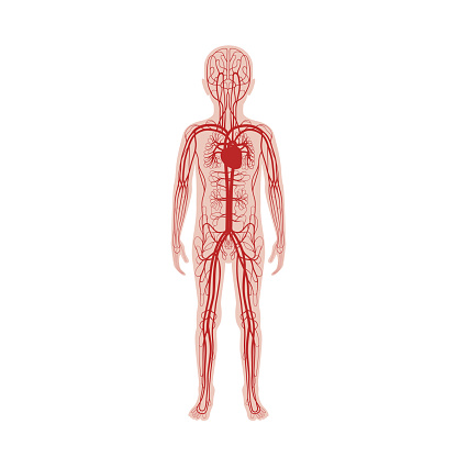 Vector isolated illustration of human arterial and venous circulatory system anatomy in boy silhouette. Blood vessels diagram. Medical infographics for poster, educational, science and medical use.