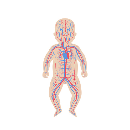 Vector isolated illustration of human arterial and venous circulatory system anatomy in baby silhouette. Blood vessels diagram. Medical infographics for poster, educational, science and medical use.