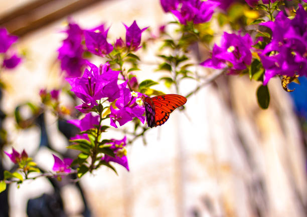 Spring butterfly pink fuchsia