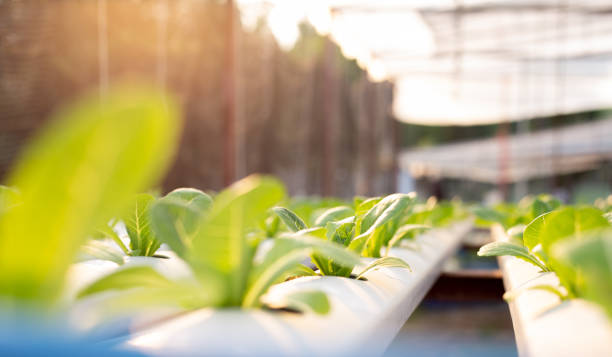 istock Hydroponic vegetable at greenhouse hydroponics farm. 1196673484