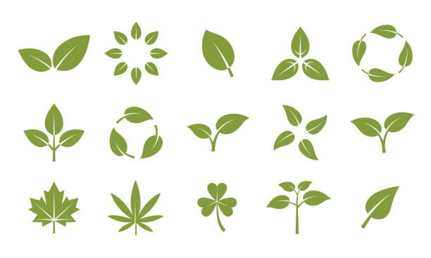 illustrations, cliparts, dessins animés et icônes de ensemble vectoriel d'icônes de l'écologie et de la nature. logo, emblème, éléments de conception d'étiquette. ensemble d'icônes liées à l'environnement. feuilles, plantes, écologie, nature, biodégradable, marijuana, taquine. - green leaf