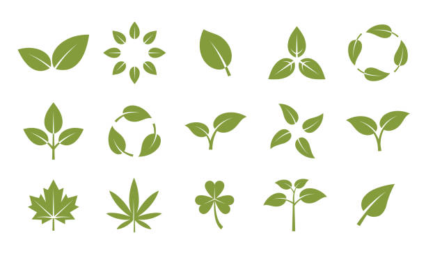 생태및자연아이콘의 벡터 세트입니다. 로고, 엠블럼, 라벨 디자인 요소. 환경 관련 아이콘 집합입니다. 잎, 식물, 생태학, 자연, 생분해성, 마리화나, 클로버. - green leaf stock illustrations