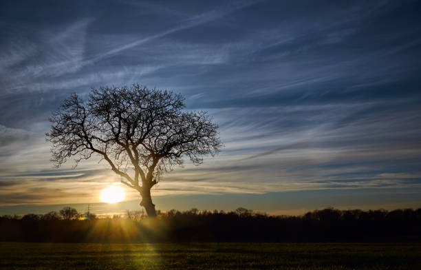 istock single tree infront of nature, sunset and blue, cloudy sky 1196677649