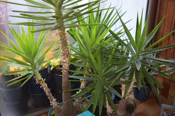istock palm trees in winter hut 1196677974