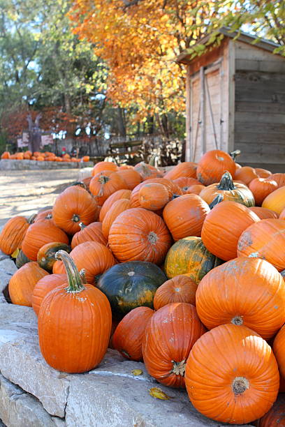 Pumpkins for sale stock photo