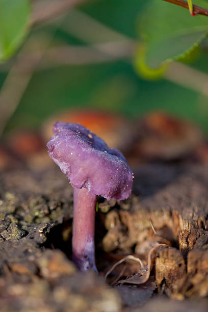istock Purple mushroom on dead wood 119668011