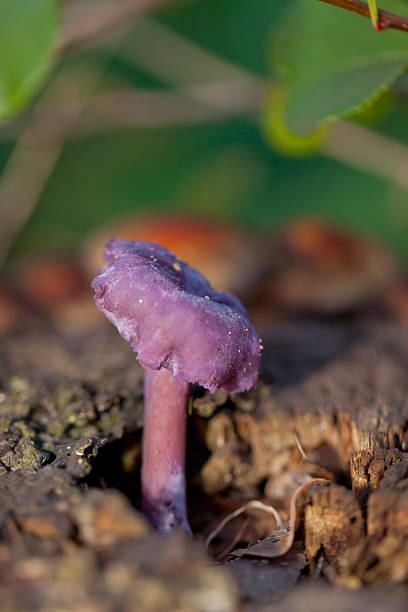 Purple mushroom on dead wood stock photo