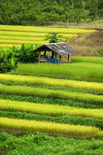 fresh green paddy field horizontal composition