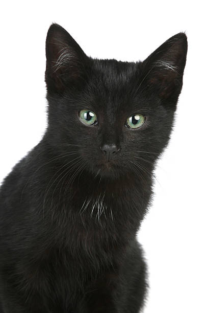 istock Portrait of a black kitten 119668741