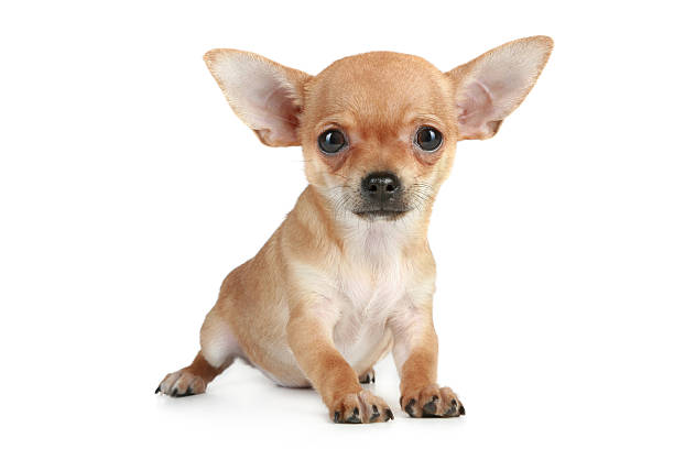 istock Funny puppy chihuahua 119668787