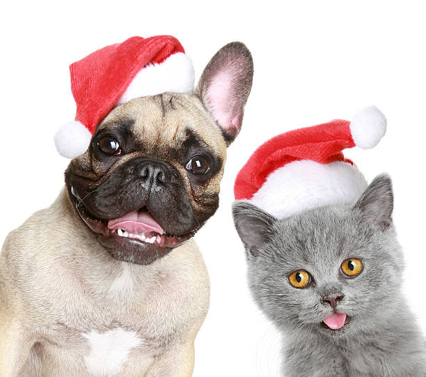 istock Dog and kitten in red christmas cap 119668846