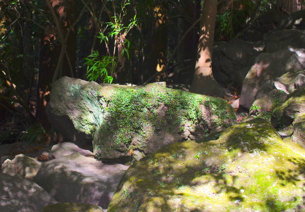 The rocks covered with leaves in the shade.