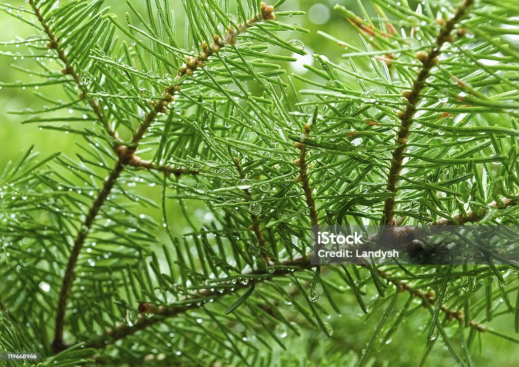 緑の松木の枝 - しずくのロイヤリティフリーストックフォト