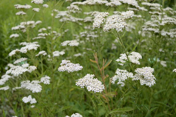 istock achillea distans with white flowers 1196690565