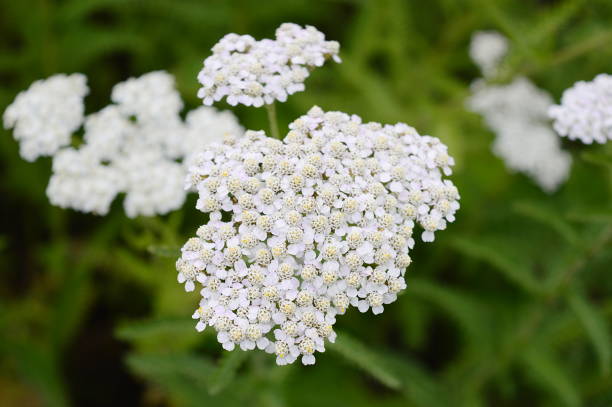 istock achillea distans with white flowers 1196690661