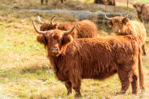 istock Highland Cows in a Pasture 1196690718