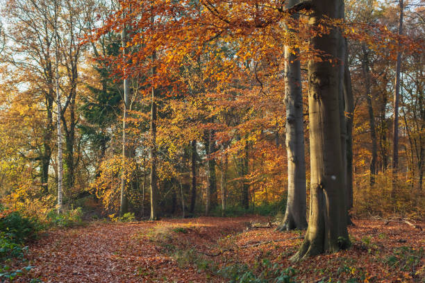 istock Sunny orange colored forest in autumn. 1196694580