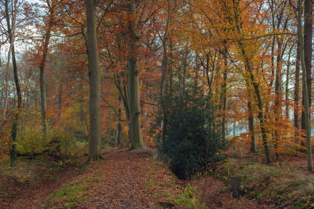 istock Autumn forest with orange colored foliage. 1196694606